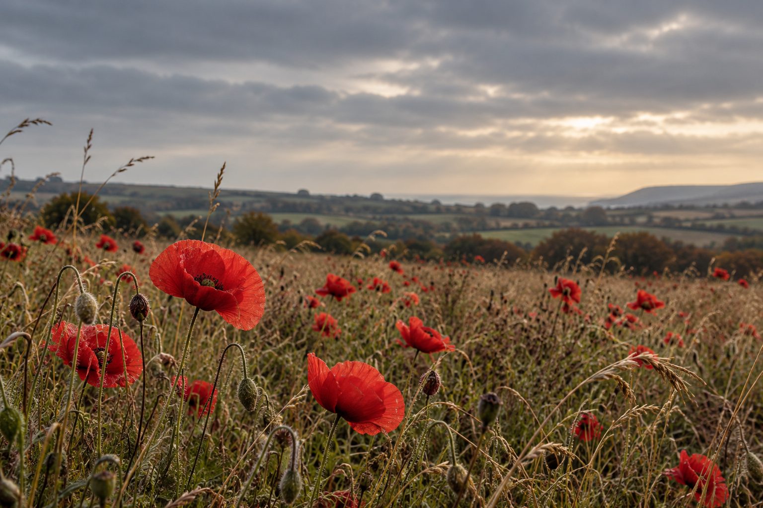 Red poppies in a field of grasses, with hills and a cloudy sky beyond